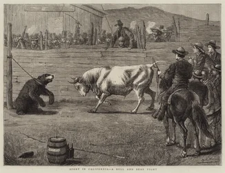Sport in California, a Bull and Bear Fight